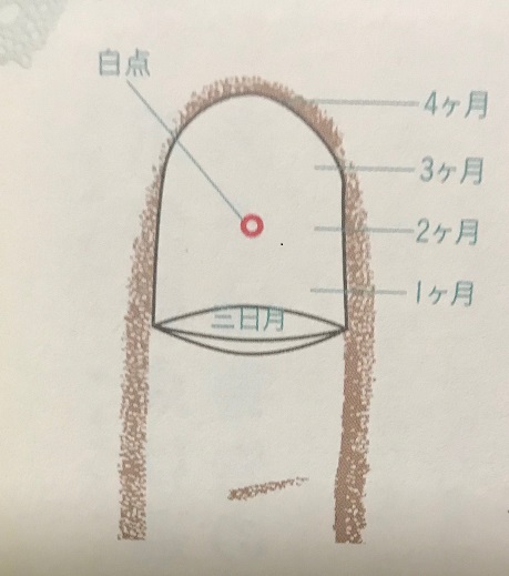 爪の白点開運法 をご紹介します マモル堂 エモーションフリー ｎｌｐ チャネリング 手相 タロット 方位鑑定